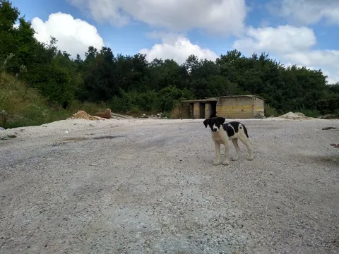 A homeless puppy on the way (parents weren't far)