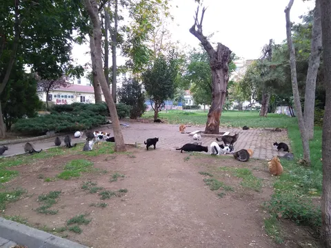 Cat land