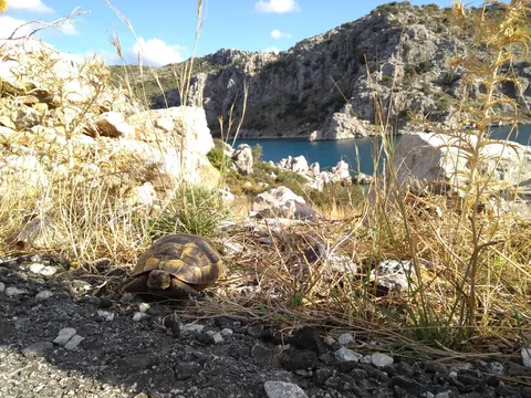 "Rescued" a turtle that was about to cross the road