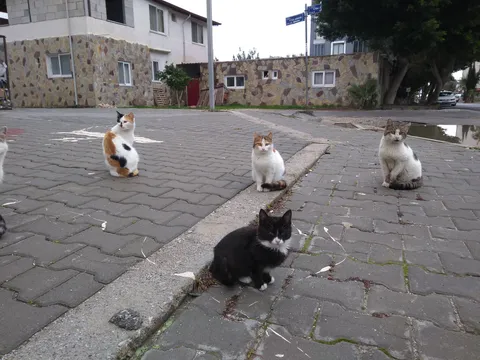 Cats partying