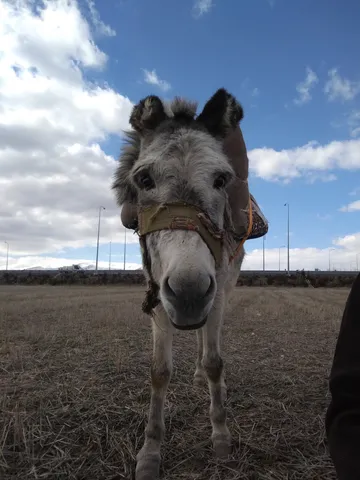 I almost traded in my bicycle for this super cute mule.
