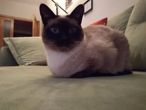 Legless cat (no, not really)