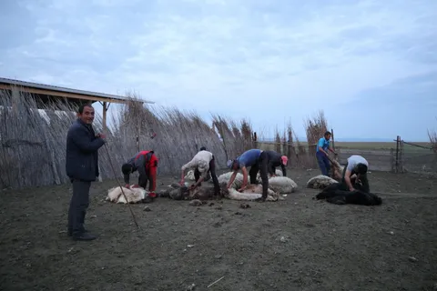 Sheep being sheared