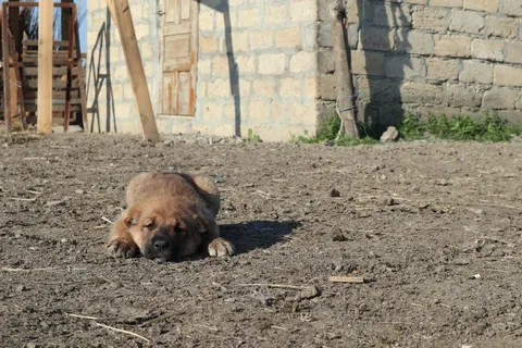 Wannabe shepherd dog