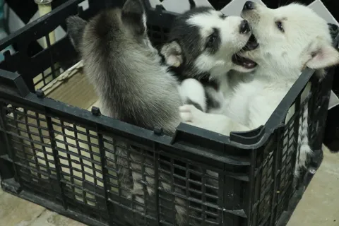 Cuteness^2