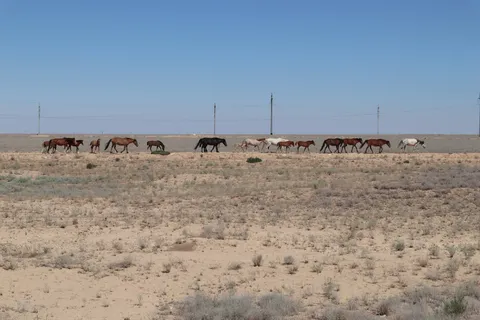 "Wild" horses