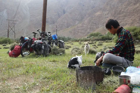Camping life with cat and dog