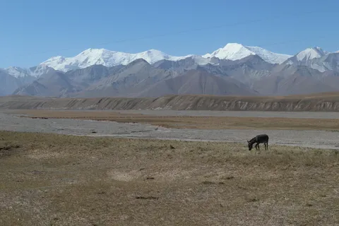 This donkey felt like dining out alone today (actually I'm lying, there's another donkey offscreen, hehe)