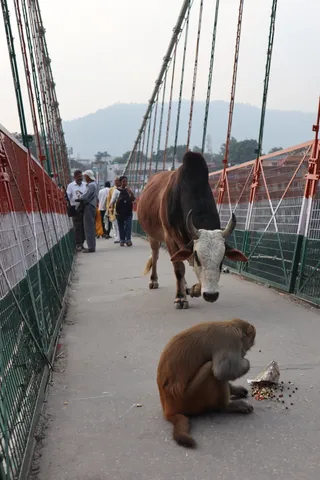 Monkeys everywhere. Cows too.