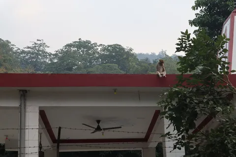 Monkeys everywhere