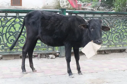Not the most nutritious diet