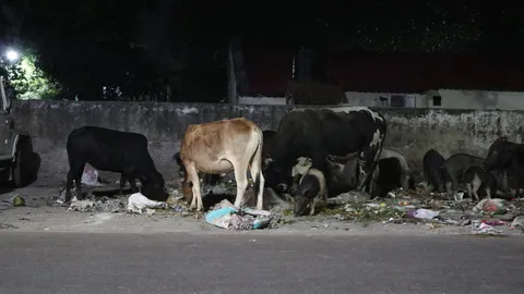 Pigs vs cows vs garbage