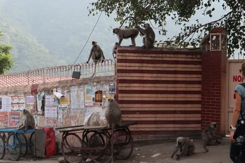Monkeys everywhere