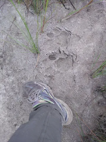 Paw prints of a female tiger, or so I was told by our tour guide