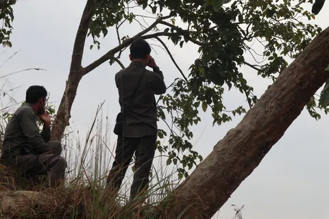 Guides on the watch: where is the tiger hiding?