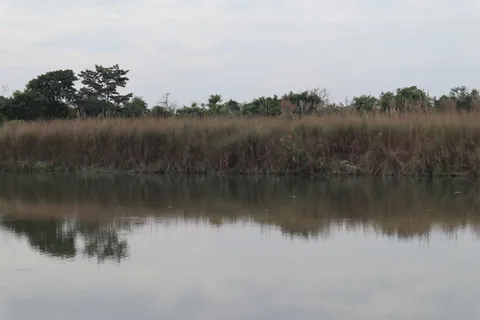 There is one croc in this photo. Can you find it?