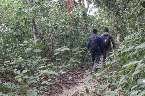 Tracing the tiger through the jungle