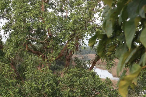 There are 2 rhinos hidden in this photo. Shoud out loud when you find them!
