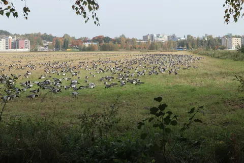 Flock of migratory geese