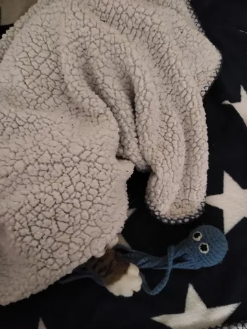 Who killed the octopus!?