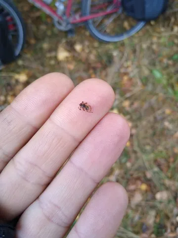 How I hate those fuckers! (Deer fly, after shedding its wings)