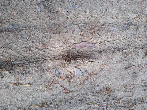 Whenever I see Schwalbe Marathon tracks in the sand, I get excited (as it means, other cyclists ahead). In this case, it's just my own tracks though.