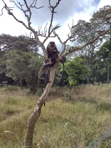 The "Sykes Monkey" can be found in Nairobi's city park. Very much unlike India's Rhesus macaques they seem quite friendly and a little shy.