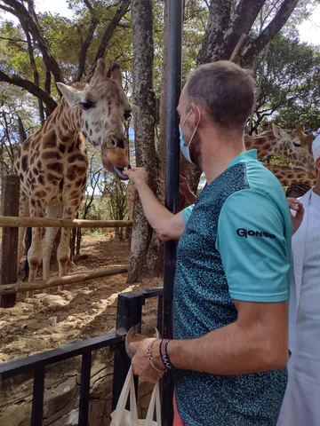 Feeding the giraffes