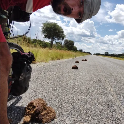 Elephant poop (Chris for scale)