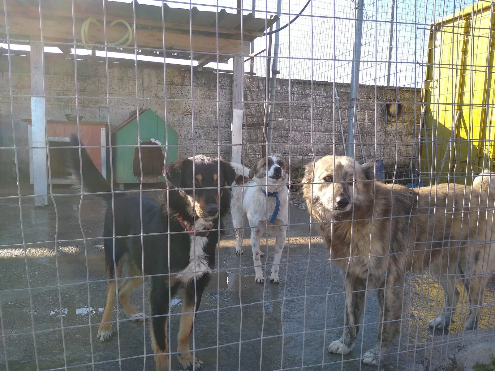 Life for homeless dogs in Albania isn't easy. I visited a dog shelter in Shkoder (Albania) and helped out for a couple of weeks.