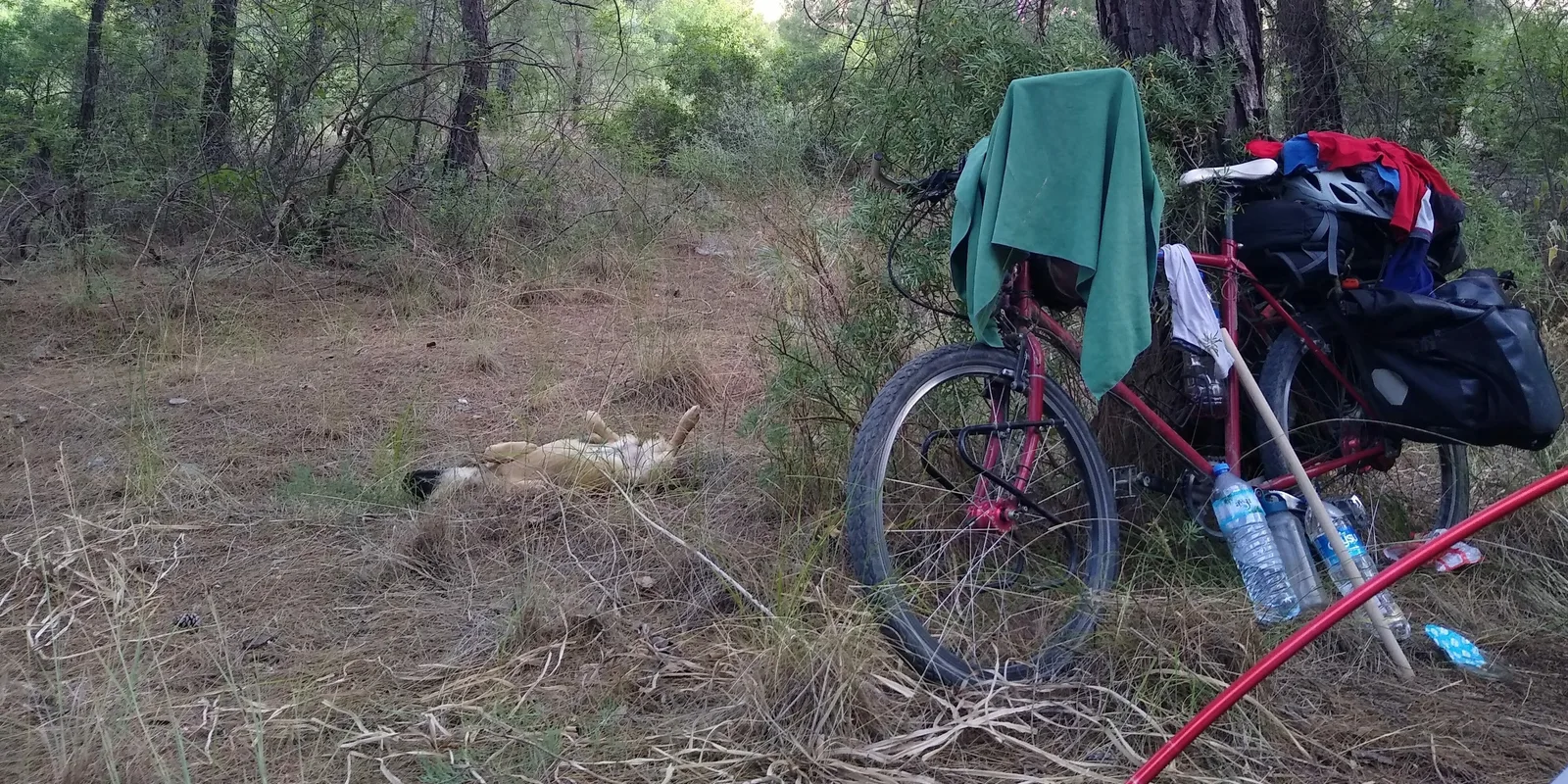 I meet a small dog on the way and he joins me camping for a night.
